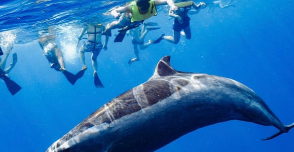 Oahu: Wild Dolphins Swim Turtle Snorkel Tour & Waterslide