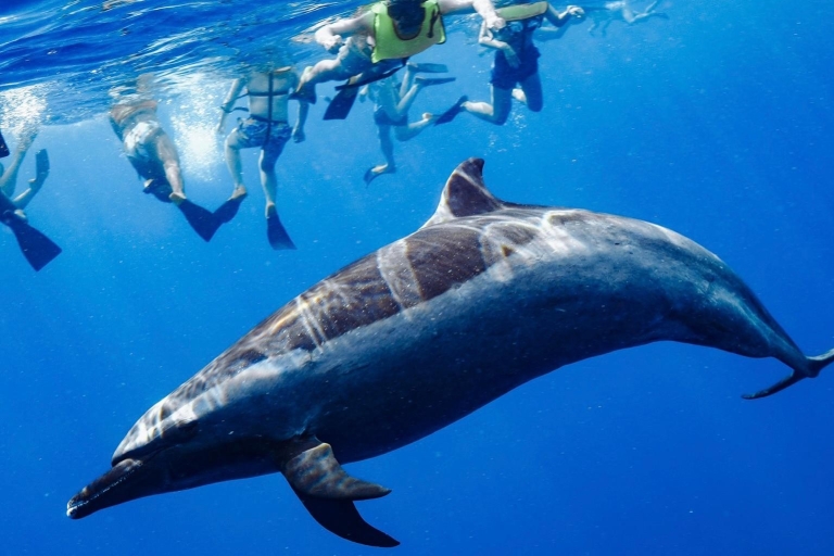 Oahu : Nagez avec les dauphins, plongée en apnée avec les tortues, activité de toboggan aquatique.D'Honolulu: excursion de natation et de plongée avec les dauphins à Oahu