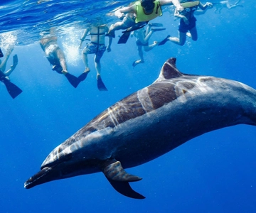 Oahu: Swim with Dolphins, Turtle Snorkel Tour and Waterslide