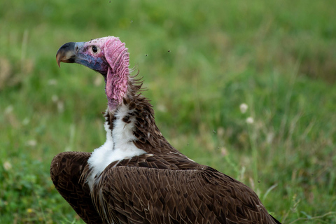 7日角马马拉河迁徙Safari7天角马马拉河迁徙穿越Safari