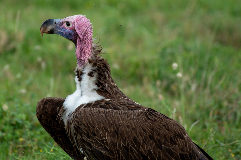 7日角马马拉河迁徙Safari7天角马马拉河迁徙穿越Safari