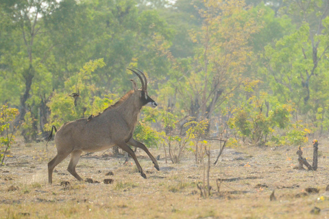 2 Daagse Victoria Watervallen &amp; Hwange Safari Combo