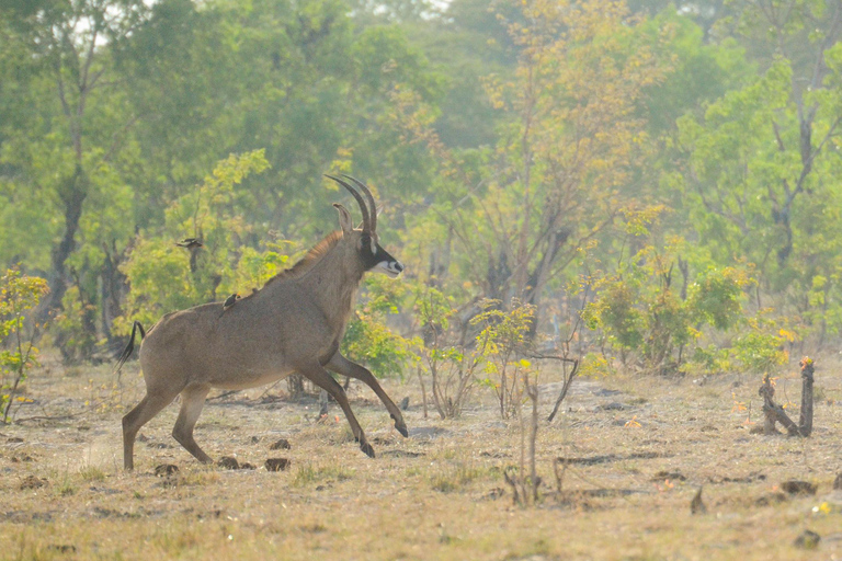 2 Daagse Victoria Watervallen &amp; Hwange Safari Combo