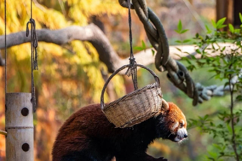 Shanghai: Zoo Giant Pandas and Red Pandas habitat with Map