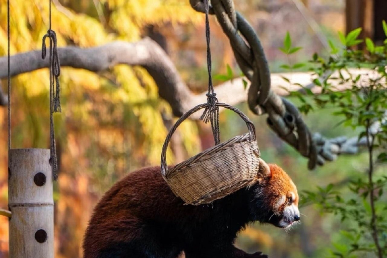 Shanghai: Zoo Giant Pandas and Red Pandas habitat with Map