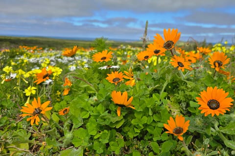 Cape Town: West Coast National Park Flower Tour & Tasting