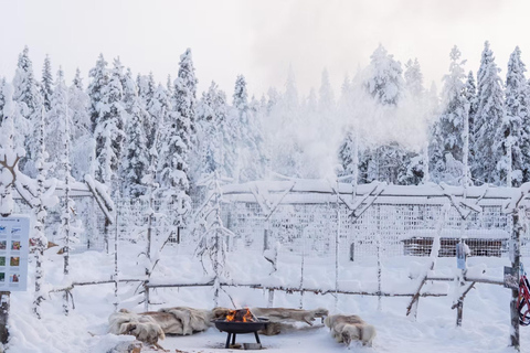 Rovaniemi: Meet Vasco Husky & Enjoy Sled Ride at Husky Farm ⭐ Winter Husky Adventure with Vasco | Jan 1 – Mar 31