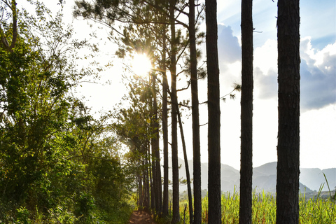 Auckland: 1-Hour Scenic Horseback Riding Adventure