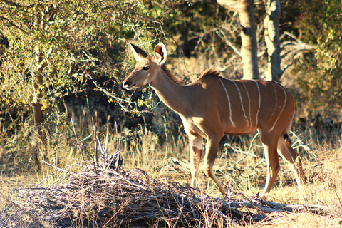 Windhoek: 3-Day Guided Safari in Etosha with Lodge