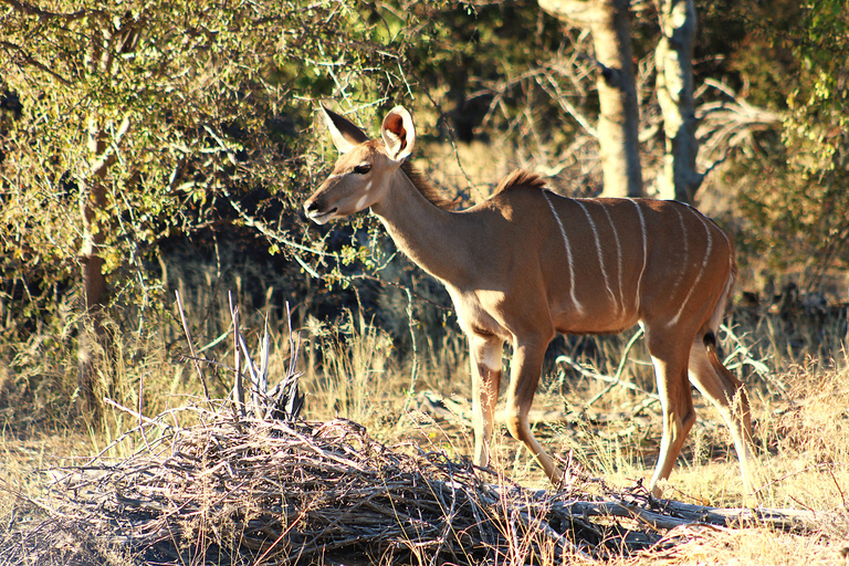 Windhoek: 3-Day Guided Safari in Etosha with Lodge