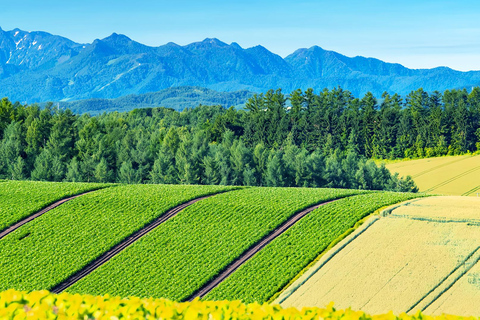 Hokkaido Summer Day Trip: Patchwork Road&Shikisai no Okas Depart from Sapporo Tokyu REI Hotel (without lunch)