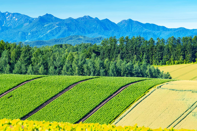 Hokkaido Summer Day Trip: Patchwork Road&Shikisai no Okas Depart from Sapporo Tokyu REI Hotel (without lunch)