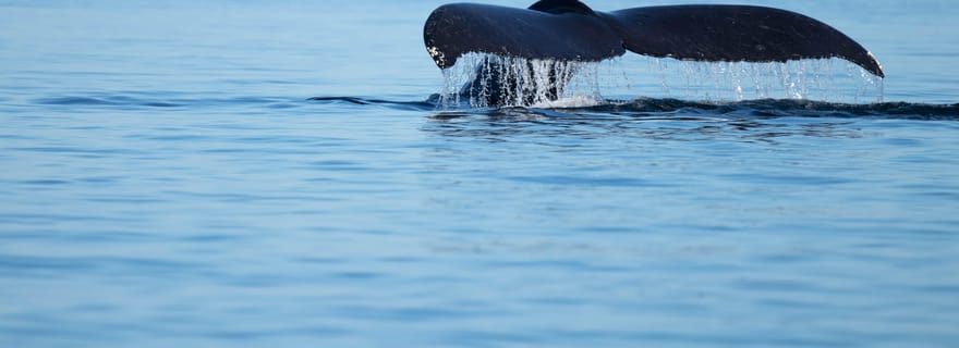 Campbell River : sortie en bateau, baleines et faune avec collations