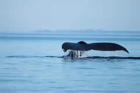 Vancouver Island: Campbell River Whales & Wildlife Adventure