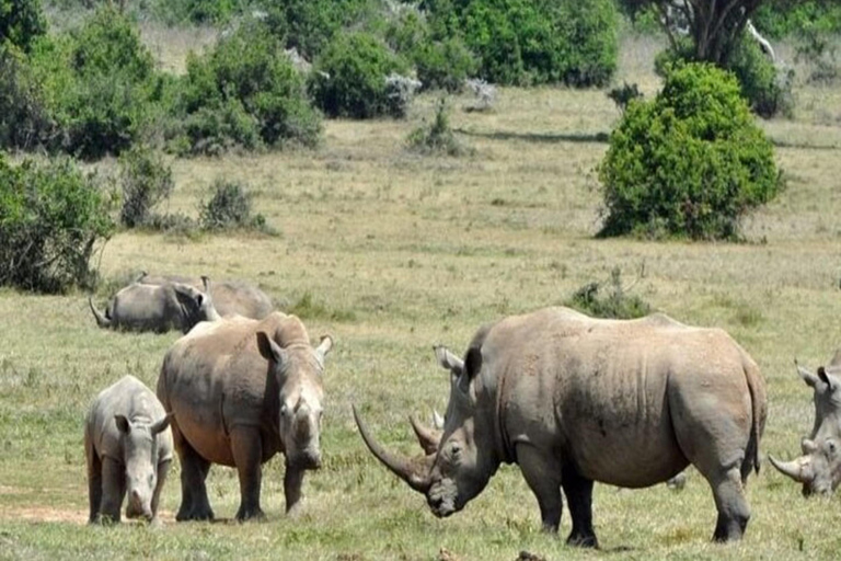 Kenya: 6-Day Rhino Conservation Safari