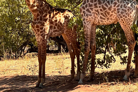 Cataratas Vitória ao Parque Nacional Chobe: Aventura de 1 dia em um safári