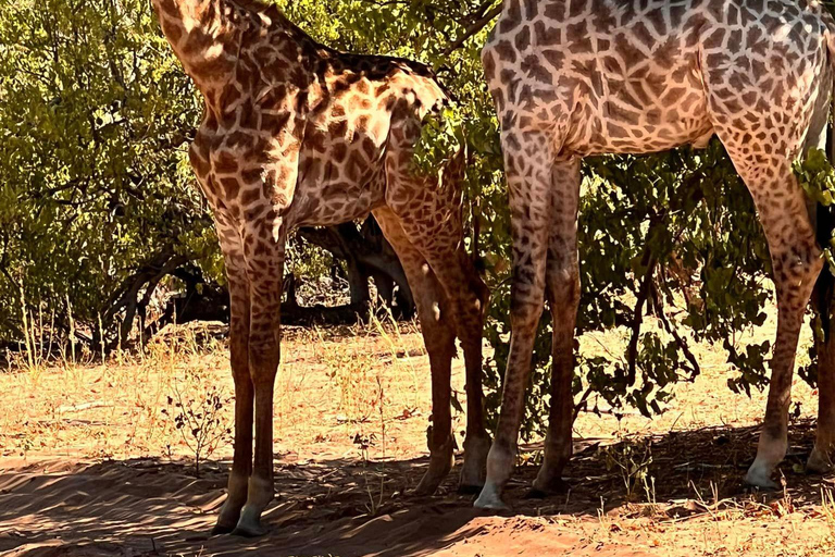 Des chutes Victoria au parc national de Chobe : 1 jour d'aventure safari