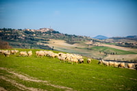 Colle Val d'Elsa and Volterra Full-Day Tour - Housity