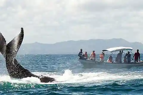 From Punta Cana: Samana Cayo Levantado / Whales