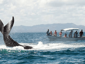 From Punta Cana: Samana Cayo Levantado / Whales