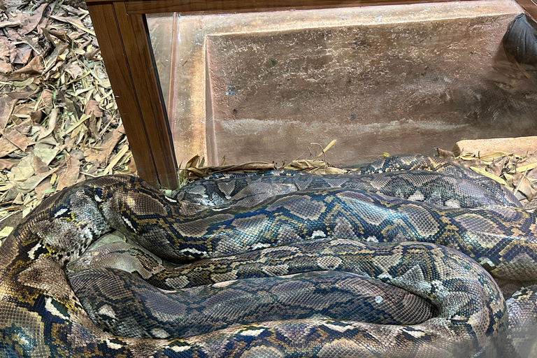 Agadir: Goats on Trees & Crocoparc Tour Goats on Trees & Crocoparc – Entry Ticket Included