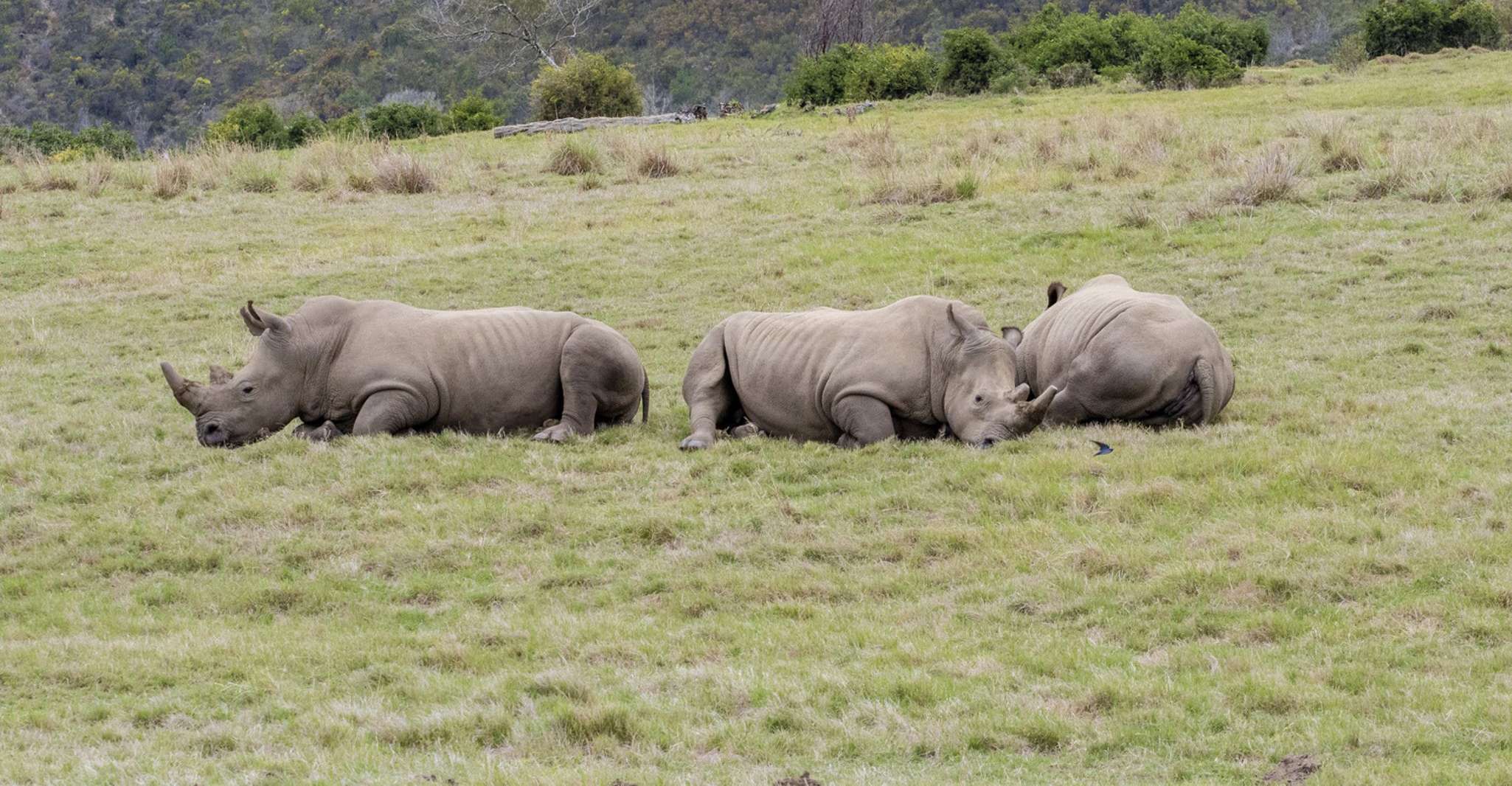 Cape Town, Güney Afrika Yaban Hayatı ve Safari 2 Günlük Tur - Hizvo