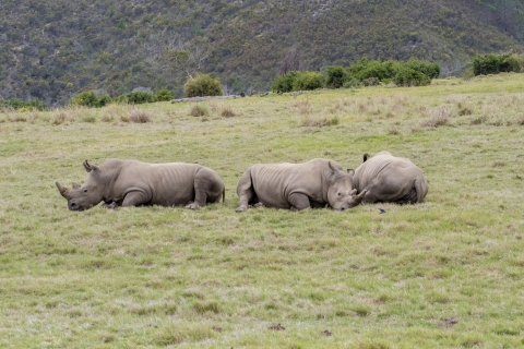Vanuit Kaapstad: 2-daagse wildlife-safari in Zuid-AfrikaSlaapzaal-pakket