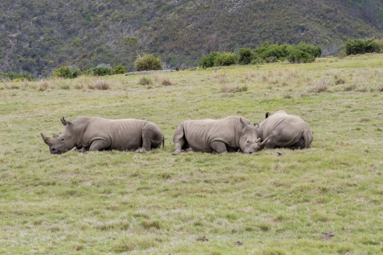 Von Kapstadt aus: Südafrikanische Wildlife Safari 2-Tages-TourKomfort Aufenthalt Paket
