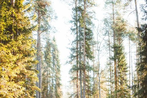 Rovaniemi: Guided tour in Arctic Circle Trekking area