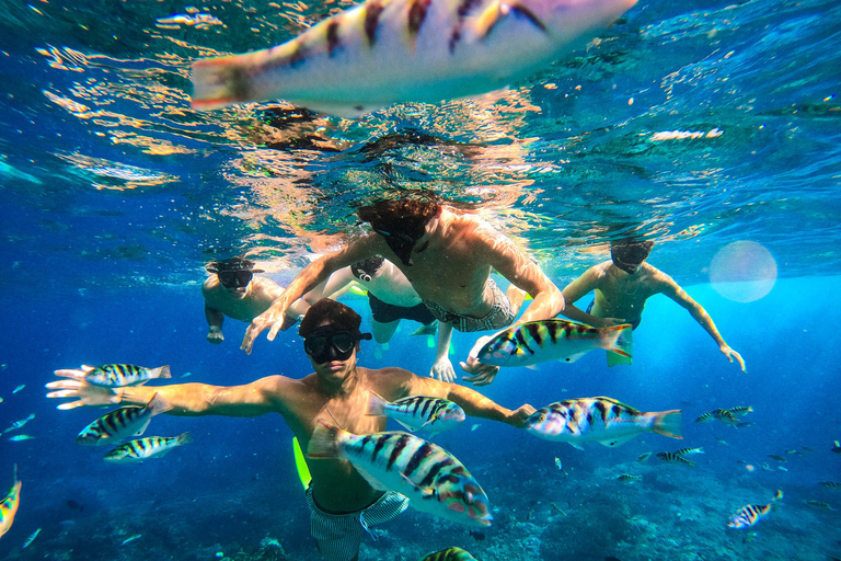 Nusa Penida: Snorkeling Adventure 3-Spots with Manta Rays Nusa Penida: Snorkeling Manta Point 3-Spots with Manta Rays