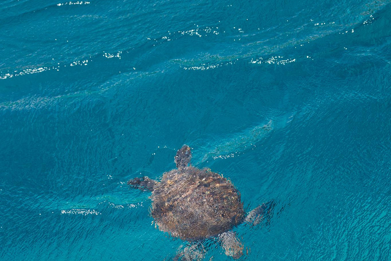 Ayia Napa: Harmony - Morning or Sunset Cruise with Swim Stop