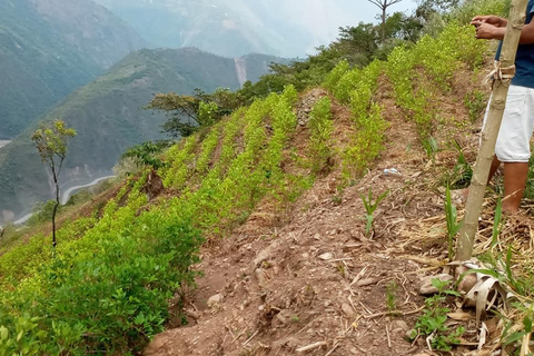 Les Yungas, le Coca Tour, la culture aymara