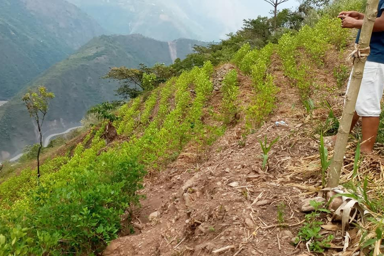 Die Yungas , Coca-Tour , Aymara-Kultur