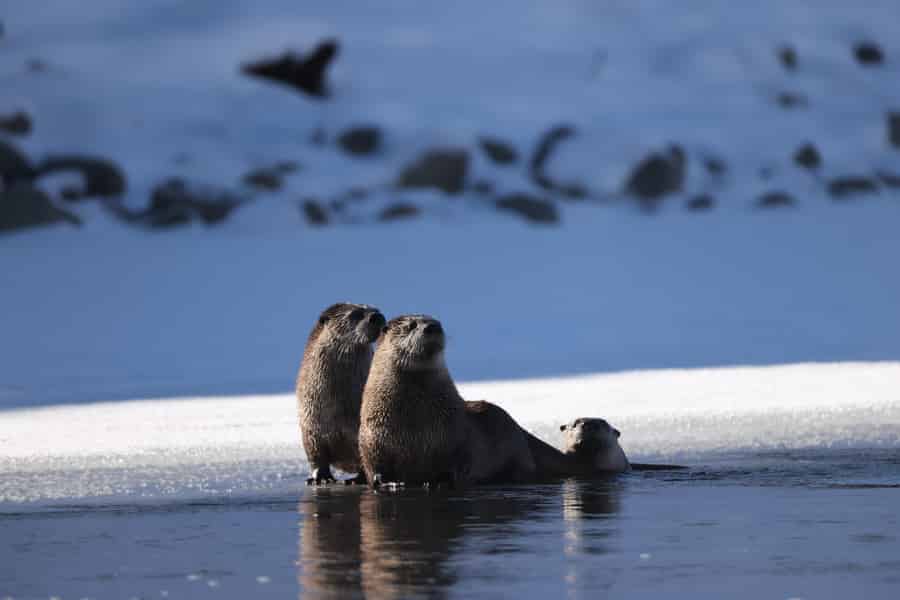 Private Yellowstone-Wintersafari und Wolfbeobachtungstour. Foto: GetYourGuide Private Yellowstone-Wintersafari und Wolfbeobachtungstour. Foto: GetYourGuide