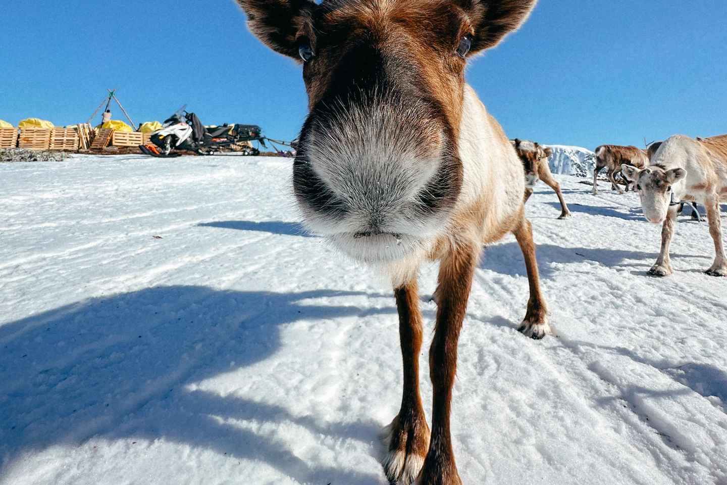 Tromsø: Reindeer Experience at a Sami Camp