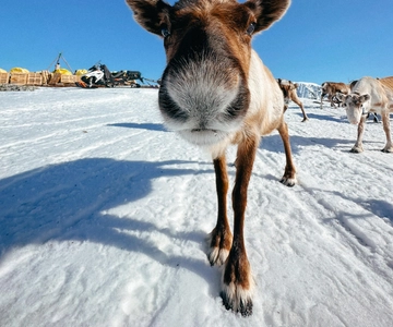 Tromsø: Reindeer Experience at a Sami Camp