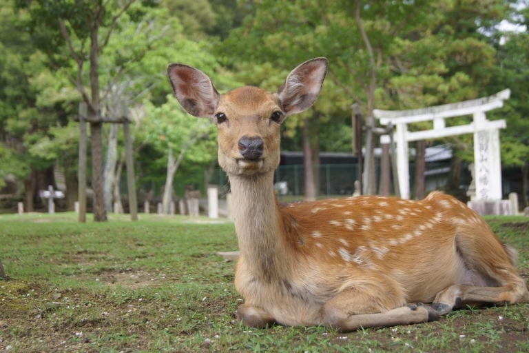 Excursión de un día en Kansai de 10 horas｜Ciudad de Nara