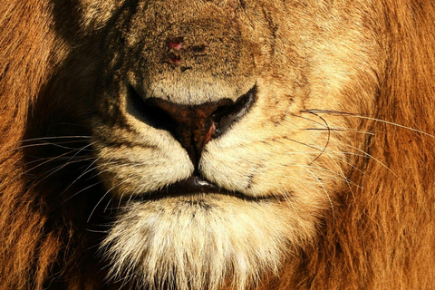 Safari de 3 dias e 2 noites em Tsavo East a partir de Nairobi