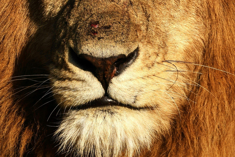 Safari de 3 dias e 2 noites em Tsavo East a partir de Nairobi