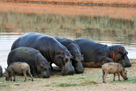 Day trip to mikumi national park with private transfer