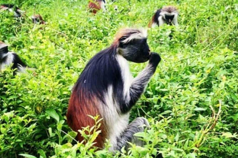 Zanzibar: Stone Town, Jozani Forest, Turtle Swim & The Rock Tour Without Hotel Transfer