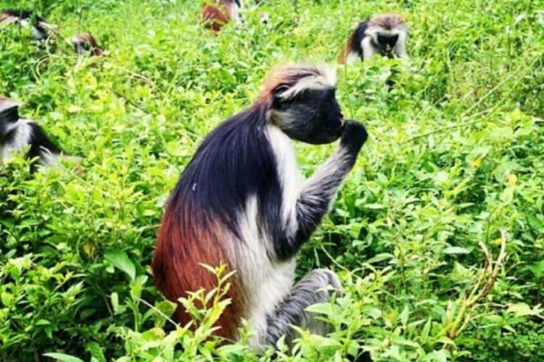 Zanzibar: Stone Town, Jozani Forest, Turtle Swim & The Rock Tour Without Hotel Transfer
