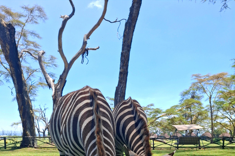 纳库鲁湖公园野生动物园之旅和纳瓦沙湖乘船游览纳库鲁湖公园野生动物园之旅和纳瓦沙湖游船之旅