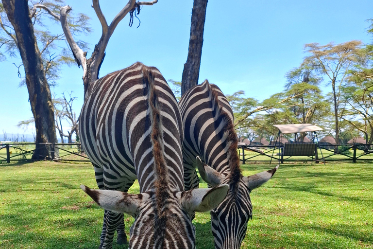 纳库鲁湖公园野生动物园之旅和纳瓦沙湖乘船游览纳库鲁湖公园野生动物园之旅和纳瓦沙湖游船之旅
