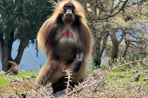 From Addis: Blue Nile Gorge, Baboons & Waterfalls