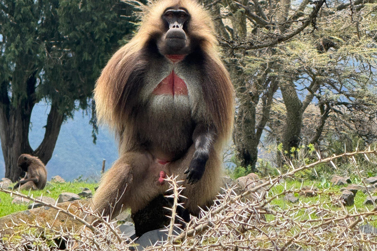 From Addis: Blue Nile Gorge, Baboons & Waterfalls