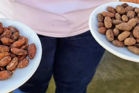 Puerto Plata: City Tour, Plantation, and Chocolate Factory