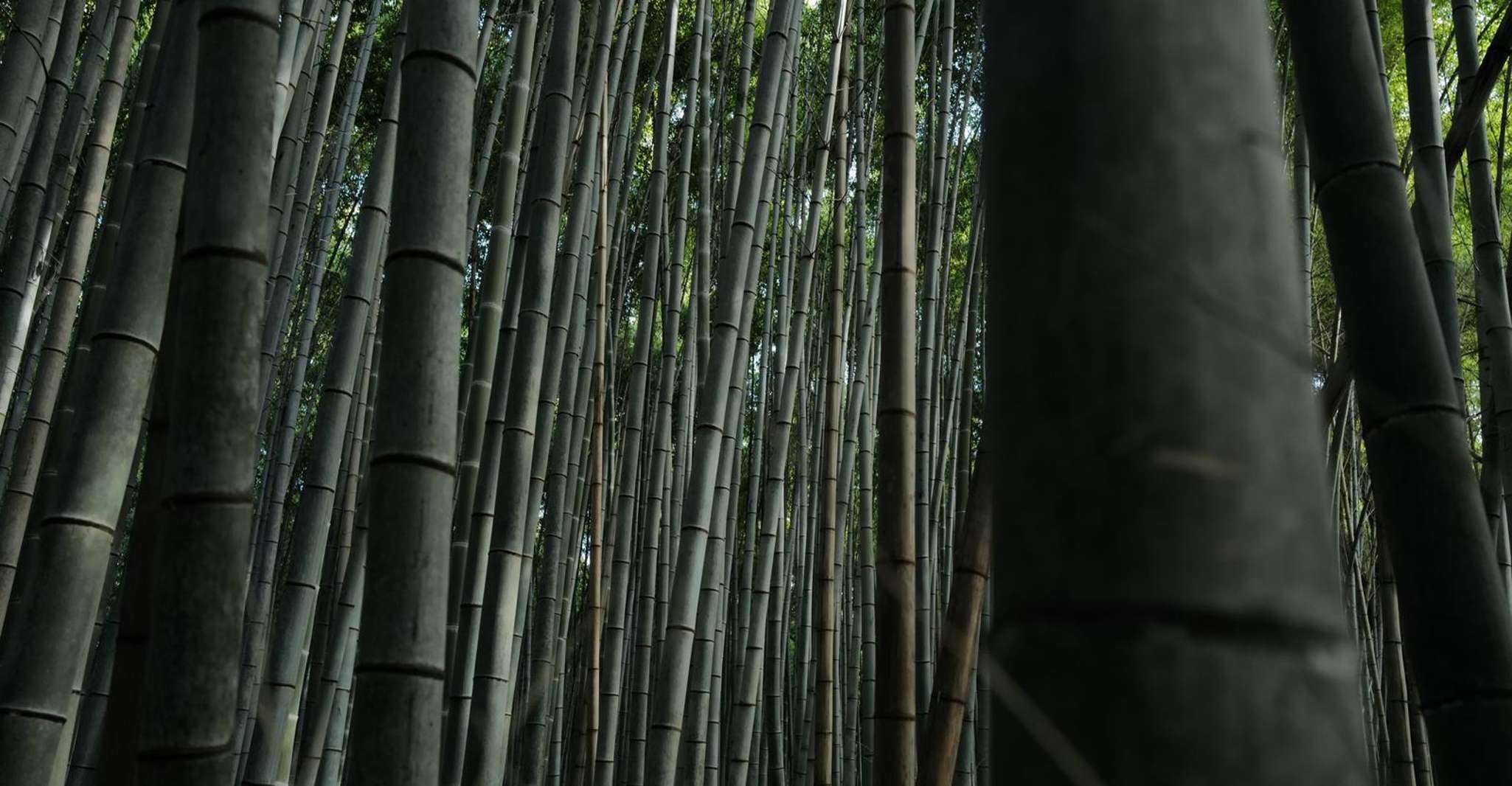 Kyoto: Early Morning Tour with English-Speaking Guide photo 6
