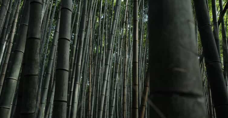 Kyoto: Early Morning Tour with English-Speaking Guide photo 6