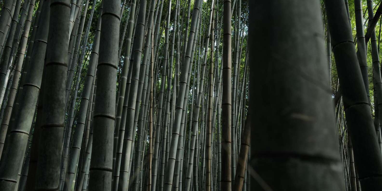 Kyoto experience — temples, geisha, bamboo grove — image 5